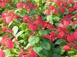 Sự thật bất ngờ cây bướm đỏ đẹp hay trồng làm cảnh