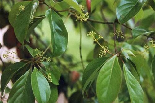 Sự thật 'choáng' cây vù hương quý hiếm của Việt Nam