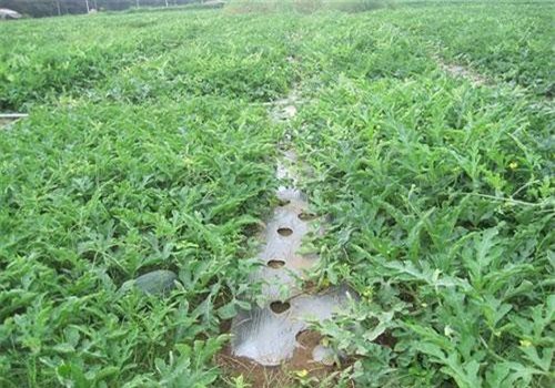 Trà Vinh: Trồng dưa hấu mùa nghịch cho lợi nhuận 50 triệu đồng/ha