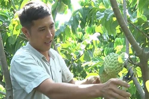 Trồng na hoàng hậu cho thu nhập tiền tỷ ở Sơn La