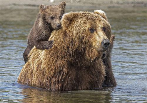 Ấn tượng cảnh gấu mẹ bình tĩnh giúp con vượt sông sâu