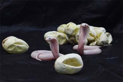 Ảnh cực hiếm: Cảnh rắn hổ mang trắng mới nở