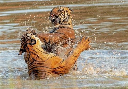 Ảnh động vật: Hổ dữ thủy chiến, hươu gọi bạn tình...