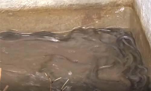 CLIP: Lão nông Vĩnh Long sống khỏe nhờ nuôi lươn