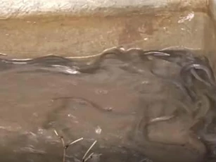 CLIP: Lão nông Vĩnh Long sống khỏe nhờ nuôi lươn