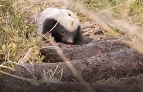 CLIP: Lửng mật xé xác trăn khổng lồ