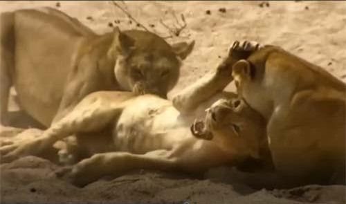 CLIP: Tranh giành thức ăn, sư tử đoạt mạng đồng loại