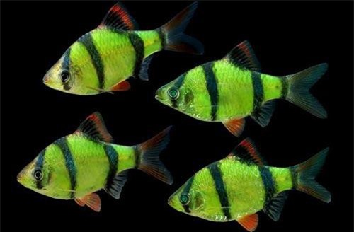 Cá tứ vân siêu đẹp, thích 'làm trò' rỉa vây loài khác