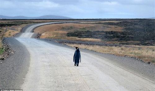 Gặp con chim cánh cụt cô đơn nhất thế giới