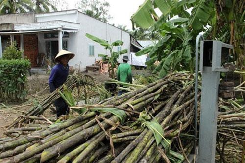 Giá mía thấp cùng hình thức thu mua mới khiến người dân lo lắng