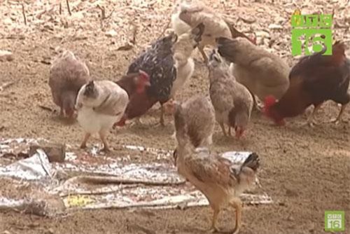 Hà Nội: 'Phất' lên nhờ nuôi gà đồi sạch