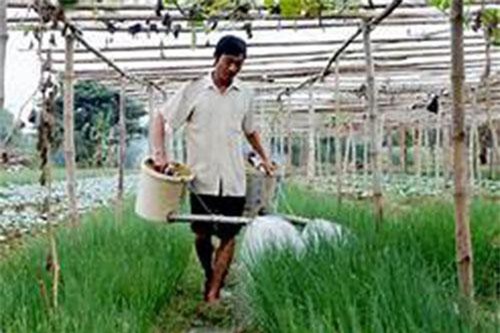 Hà Nội sẽ gieo trồng hơn 39.000 ha cây vụ Đông