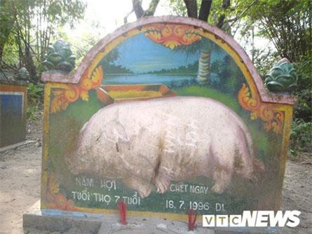 Kỳ dị đàn lợn khất thực kiếm ăn và người đàn bà nhận lợn là… mẹ đẻ