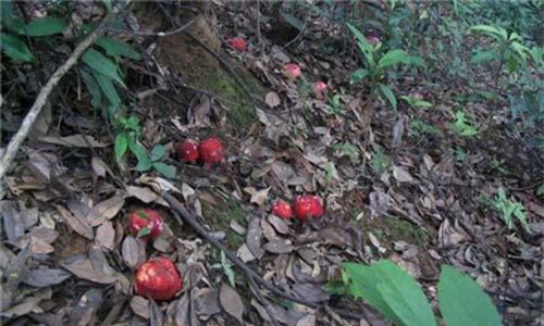 Leo dốc nguy hiểm hái thứ héo cực nhanh, bán gần 6 triệu/kg gây choáng