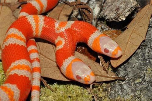 Ngắm rắn bạch tạng 2 đầu có giá hơn 1 tỷ đồng