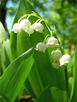 Những loài cây độc nhất thế giới giết người trong nháy mắt