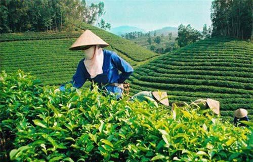 Pakistan là thị trường xuất khẩu chè lớn nhất của Việt Nam trong 8 tháng đầu năm 2019