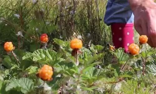 Thứ quả mọc dại bé bằng đốt tay nhưng 'quý như vàng'... giá 500.000 đồng/kg