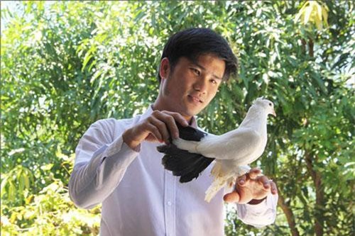 Thừa Thiên - Huế: Nuôi bồ câu cảnh hái ra tiền, bán 1 cặp bồ câu thổi kèn giá 2 triệu