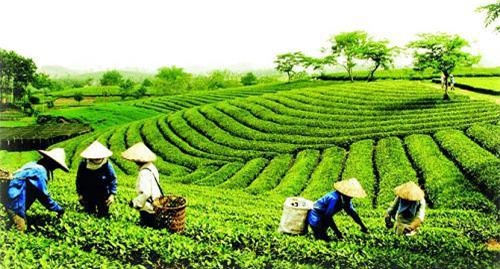 'Xắn tay áo' cùng sự phát triển của Bảo Lộc