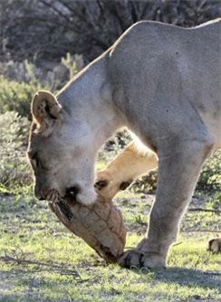 Xem sư tử 'bó tay' khi rùa cố thủ trong mai cứng