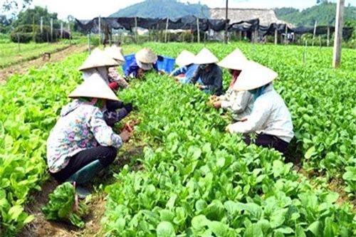 Yên Bái: Làn sóng khởi nghiệp từ HTX