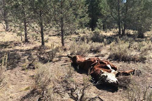 5 con bò bị hút cạn sạch máu bí ẩn, nghi do người ngoài hành tinh