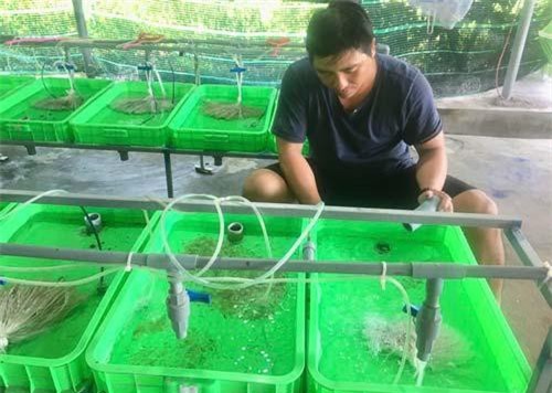 Bà Rịa - Vũng Tàu: Cầm bằng kỹ sư cơ khí về quê làm giàu nhờ nuôi lươn lót bạt