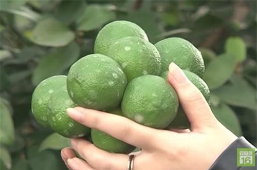 Bắc Giang: Làm giàu nhờ trồng chanh tứ mùa