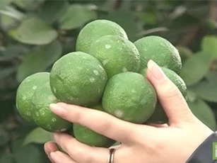 Bắc Giang: Làm giàu nhờ trồng chanh tứ mùa