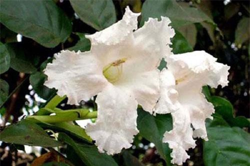 Bất ngờ 'choáng' về cây quao nước ở Việt Nam