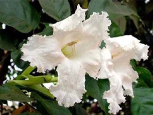 Bất ngờ 'choáng' về cây quao nước ở Việt Nam