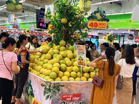 Bưởi quý Phúc Trạch cháy hàng ở Big C