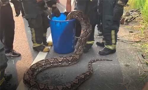 CLIP: Cận cảnh màn bắt trăn khổng lồ dài 6,5 mét