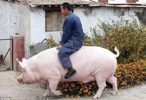 CLIP: 'Choáng' với giống lợn có thể nặng tới 500-750 kg ở Trung Quốc