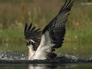 CLIP: Choáng với khoảnh khắc chim ưng bắt cá trong 'chớp mắt'