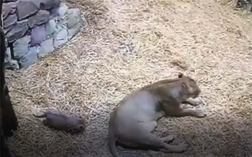 CLIP: 'Cười rụng rốn' với màn troll phụ huynh của sư tử con