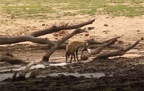 CLIP: Khan hiếm thức ăn, linh cẩu xuống nước săn cá