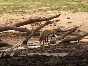 CLIP: Khan hiếm thức ăn, linh cẩu xuống nước săn cá