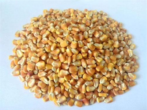 Cách làm bột ngũ cốc cho người tiểu đường