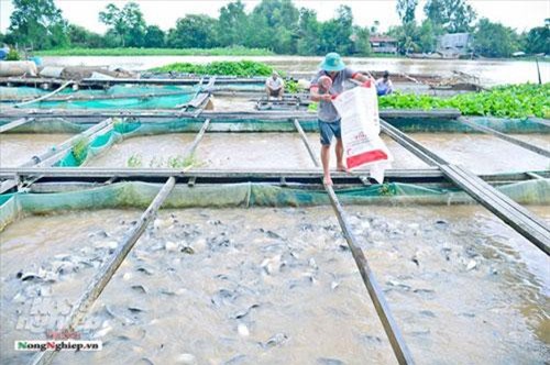 Cần Thơ: Nuôi cá thát lát cườm VietGAP trên sông Hậu, thu tiền tỷ