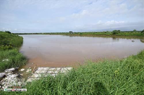 Cánh đồng rươi nước lợ siêu khổng lồ ở ngay vùng cửa biển Hải Phòng