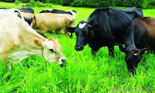 Clip: 7 hành vi đời thường khó hiểu của các loài đông vật