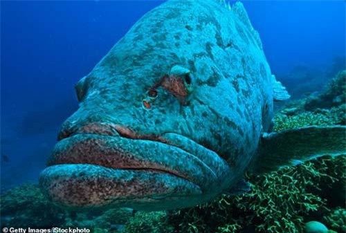 Đang bơi dưới nước, bé 10 tuổi bị thủy quái đớp chân lôi đi