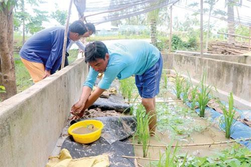 Đồng Tháp: Mô hình nuôi lươn tạo sinh kế cho nông dân vùng biển