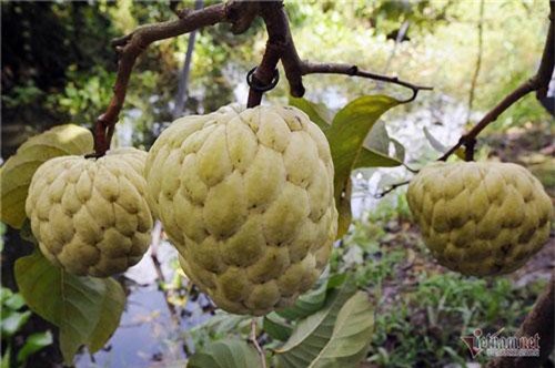 Đồng Tháp: Vét hết vàng đi bán để mua cây mãng cầu trái siêu to khổng lồ