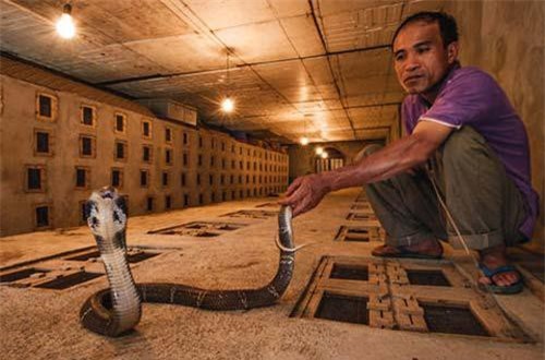 Dựng tóc gáy, lạnh sống lưng với làng tỷ phú nuôi 3 loài rắn độc