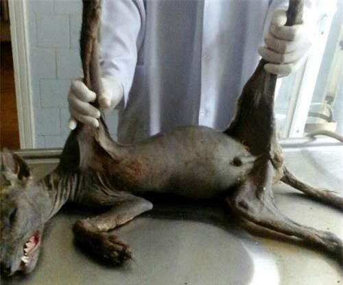 Giết được 'quỷ' hút máu dê ở Ukraine?