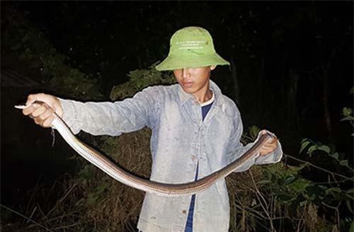 Ớn lạnh, nguy hiểm khi lén lút săn rắn độc ở miền Tây