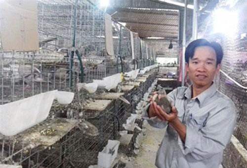 Phú Thọ: Hành trình chăn nuôi chuyên nghiệp của Giám đốc HTX